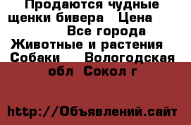 Продаются чудные щенки бивера › Цена ­ 25 000 - Все города Животные и растения » Собаки   . Вологодская обл.,Сокол г.